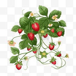 草莓藤