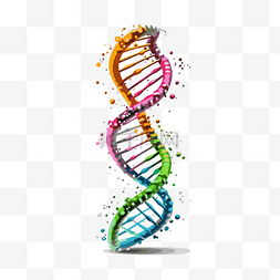 透明DNA