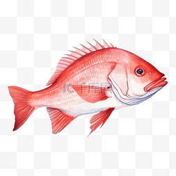 水彩鲷鱼