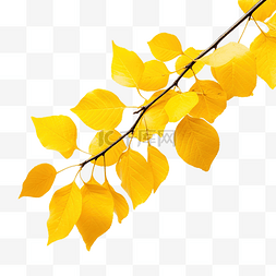 阳光下的人图片_树枝上的黄叶