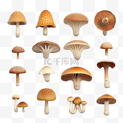 各种蔬菜图片_3d 分离各种类型的蘑菇