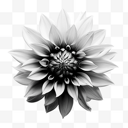 白色背景格纹图片_黑色和白色的花