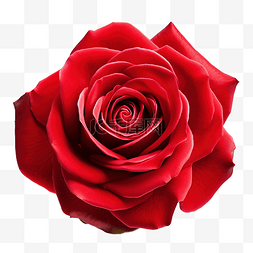 红玫瑰隔离背景装饰