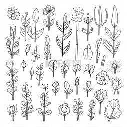 各种各样的手绘植物和花卉