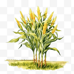 水彩玉米农场树