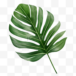 热带绿色棕榈叶 PNG 文件