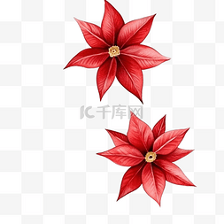 八角星手绘图片_圣诞水彩无缝图案与一品红红浆果
