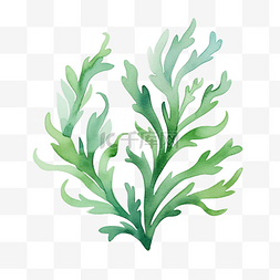 水彩海藻剪贴画元素