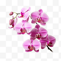 粉色蘭花