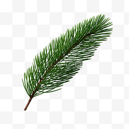 一棵简单的圣诞树松树枝绿树枝圣