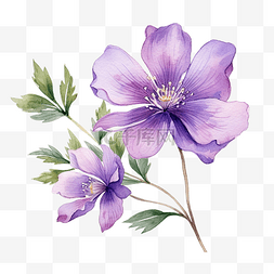 植物的手图片_水彩紫色花