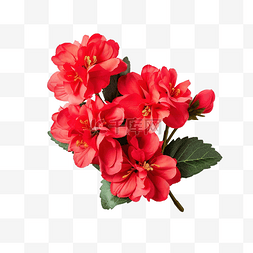 红色的束图片_一束红色的花