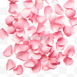 粉紅心图片_粉紅色的玫瑰花瓣