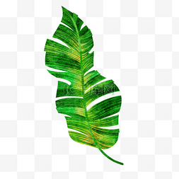 水彩椰树叶图片_破旧的绿色棕榈叶