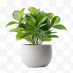 绿色植物 3d 渲染