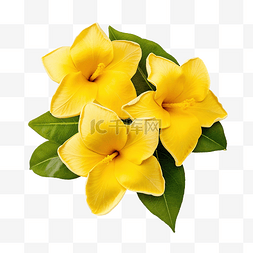 曼德维拉黄色花