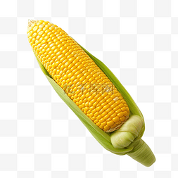 一颗玉米顶视图