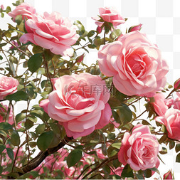 粉色玫瑰写实图片_矢量粉色玫瑰元素立体免抠图案