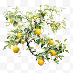 几何茂密橘子树元素立体免抠图案