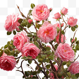 AICG粉色玫瑰元素立体免抠图案