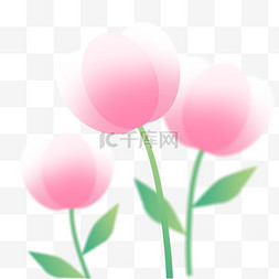 弥散风春季花卉粉红色郁金香素材