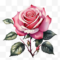 玫瑰粉红复古手绘花卉元素