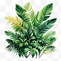 免抠叶子png图片_绿植热带芭蕉叶雨林植物免抠图片