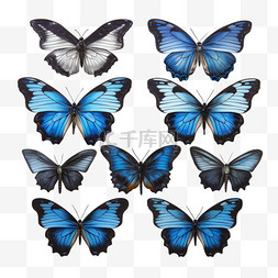 合成蓝色蝴蝶元素立体免抠图案