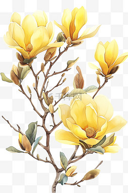 黄色的玉兰花图片_春天郁金香花黄色植物免抠元素