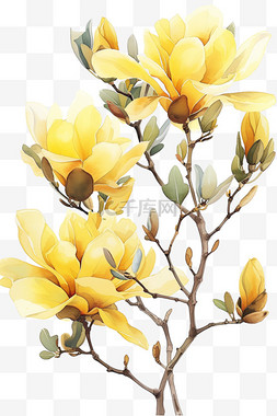 白色的玉兰花图片_郁金香花春天植物免抠黄色元素