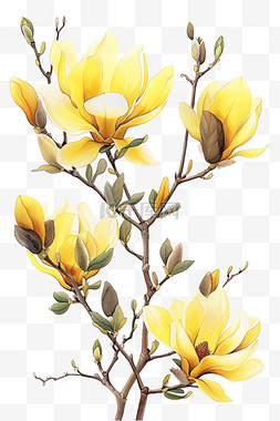 白色的玉兰花图片_郁金香花春天黄色植物元素免抠