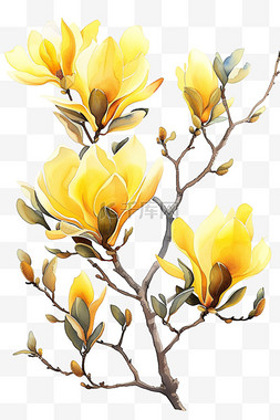 黄色的玉兰花图片_免抠郁金香花春天黄色植物元素
