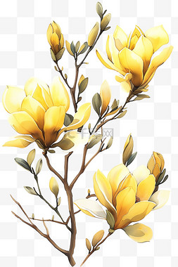 黄色的玉兰花图片_植物郁金香花春天黄色免抠元素