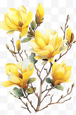 白的玉兰花图片_郁金香花植物免抠元素春天黄色
