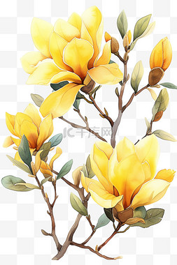 郁金香花植物免抠春天黄色元素