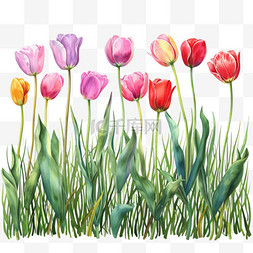 手绘水彩彩色植物图片_植物郁金香手绘春天免抠元素