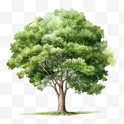 真实茂密树木元素立体免抠图案