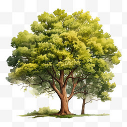 简洁茂密树木元素立体免抠图案