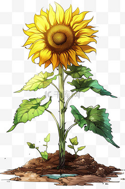 向日葵手绘植物免抠元素