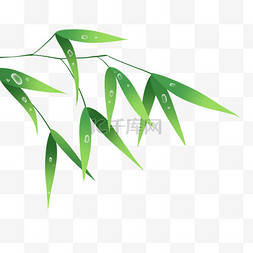 春季春天植物竹叶竹子水滴png图片