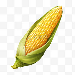 玉米真实图片_真实玉米食物元素立体免抠图案