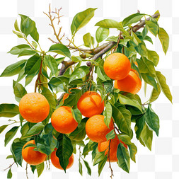 橙子新鲜图片_图形橙子新鲜元素立体免抠图案