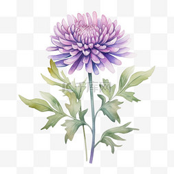 素材紫色菊花元素立体免抠图案