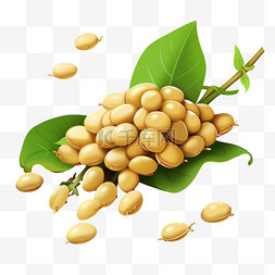 黄豆植物元素立体免抠图案素材