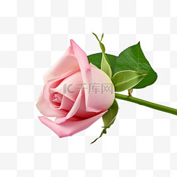 粉色玫瑰花元素立体免抠图案装饰
