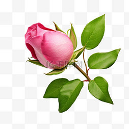 粉色玫瑰花元素立体免抠图案真实