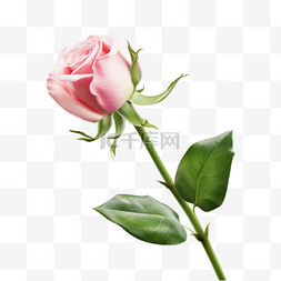 粉色玫瑰花元素立体免抠图案合成