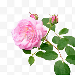 合成粉色玫瑰元素立体免抠图案