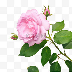 立体玫瑰造型图片_造型粉色玫瑰元素立体免抠图案