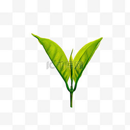 绿色的嫩叶图片_元素摄影图茶叶免抠茶苗